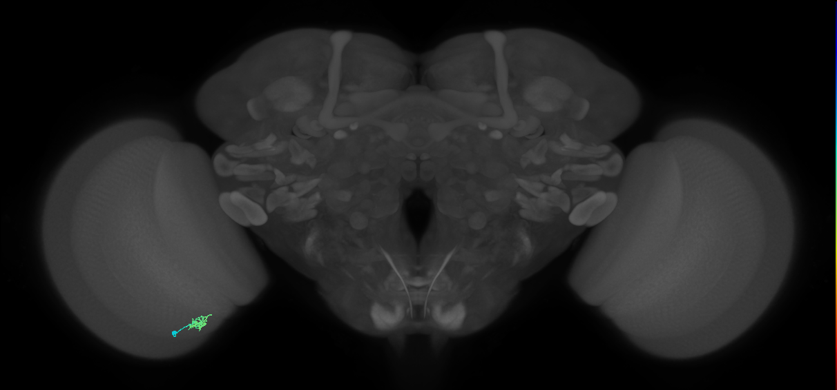 Cm2_L (MaleCNS:216218)