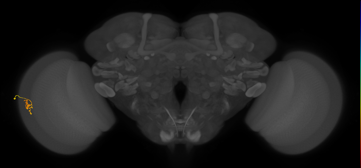 Cm2_L (MaleCNS:533497)