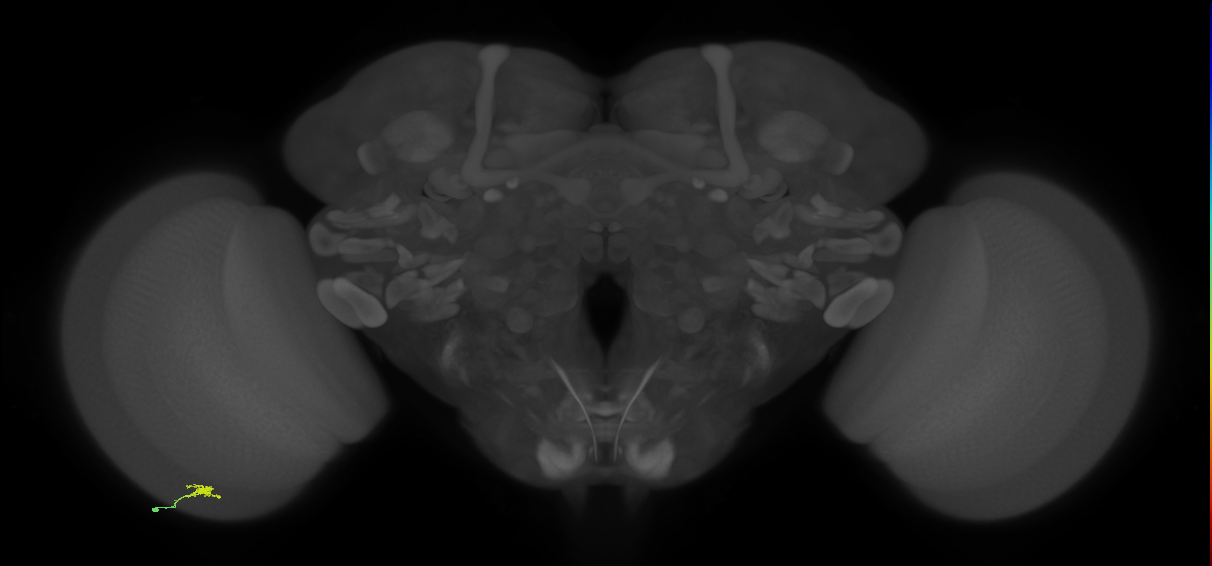 Cm2_L (MaleCNS:205944)