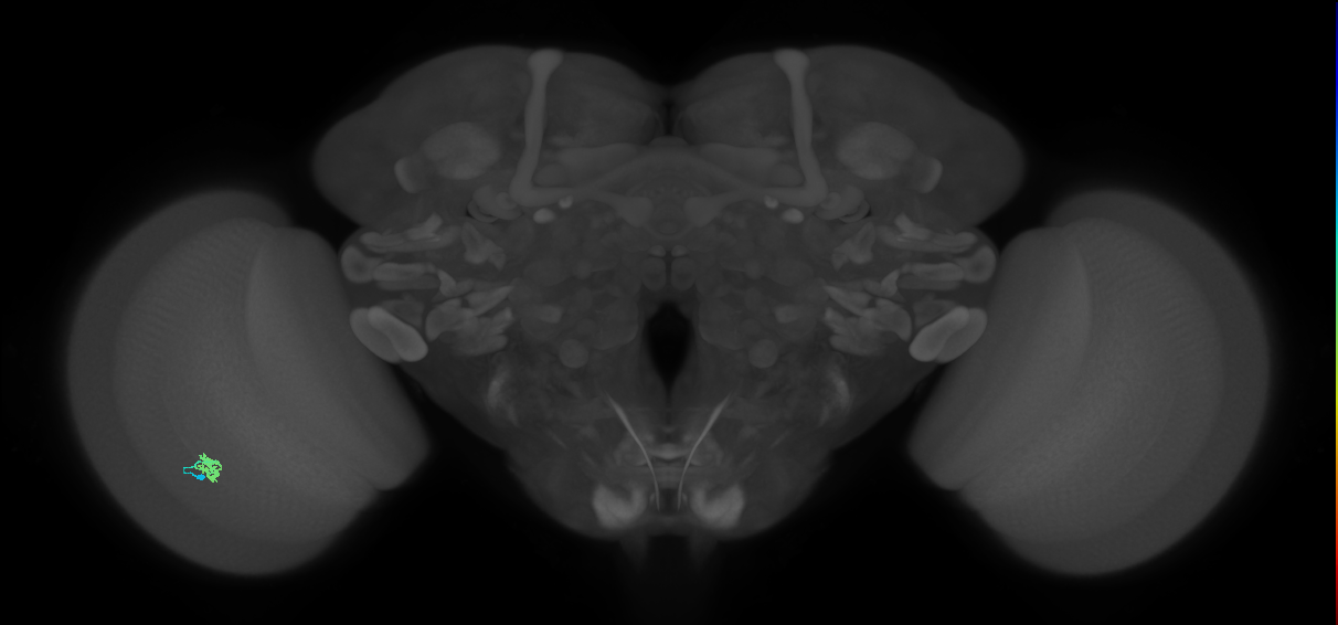 Cm2_L (MaleCNS:163609)