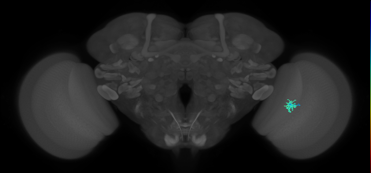 Cm2_R (MaleCNS:124023)