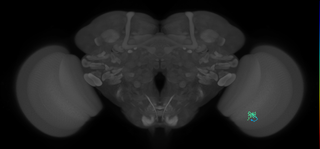 Cm2_R (MaleCNS:139092)