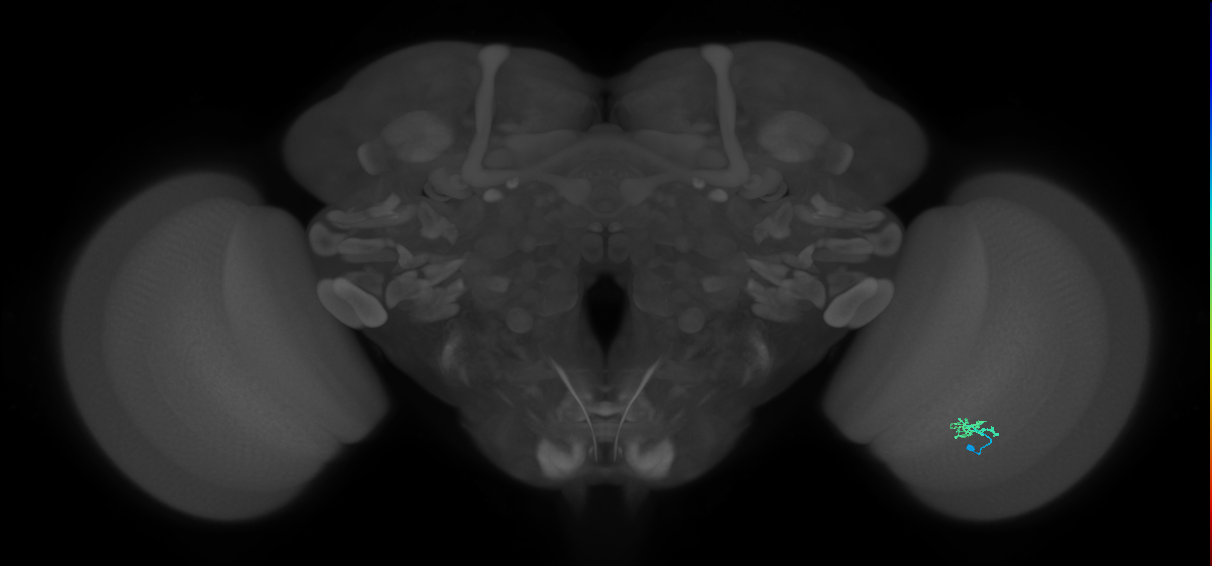 Cm2_R (MaleCNS:554790)