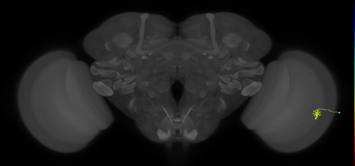 Cm2_R (MaleCNS:127727)