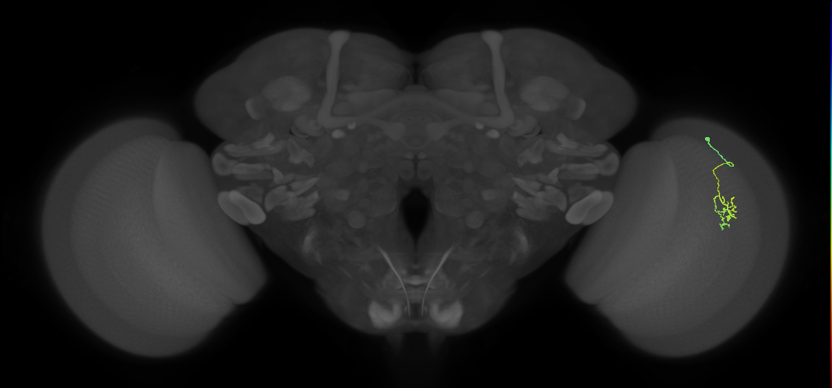 Cm2_R (MaleCNS:554350)
