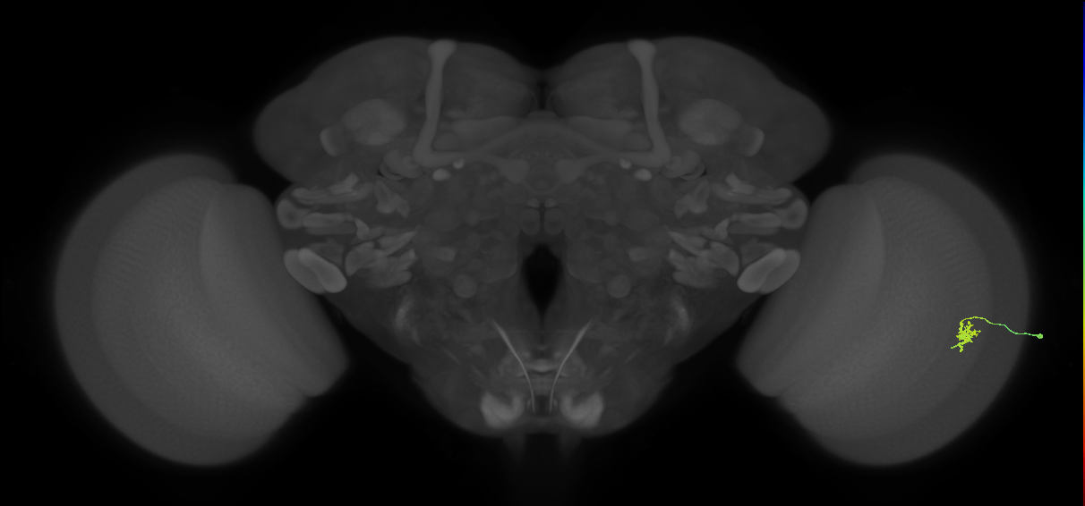 Cm2_R (MaleCNS:176837)