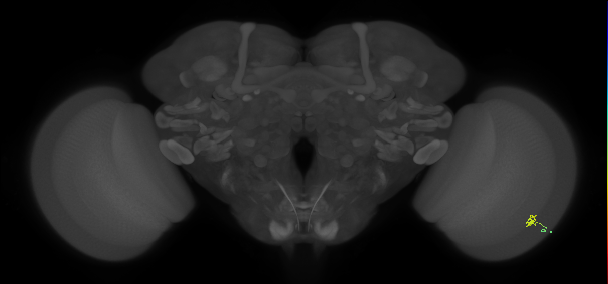 Cm2_R (MaleCNS:159218)