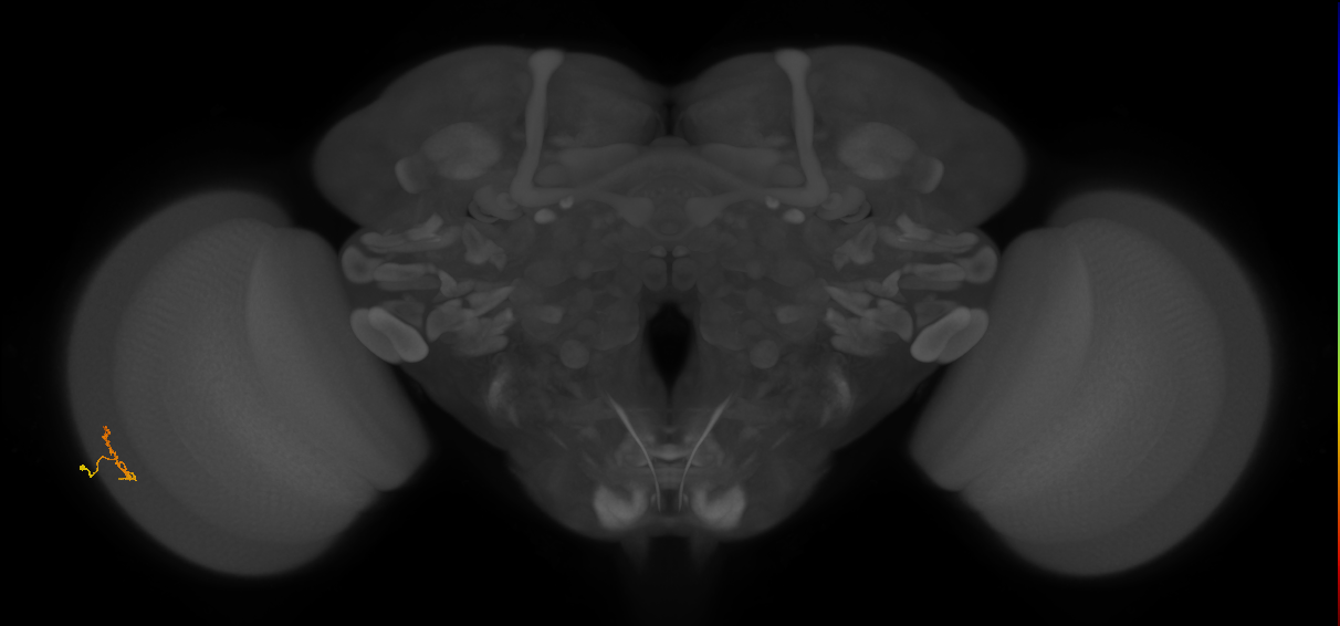 Cm2_L (MaleCNS:581316)