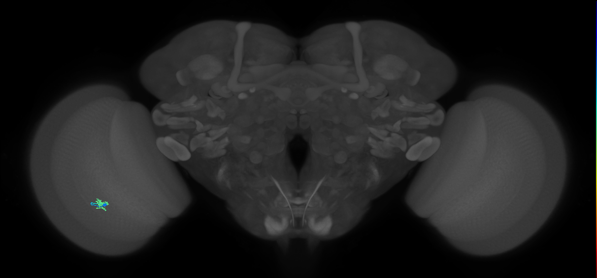Cm2_L (MaleCNS:163701)