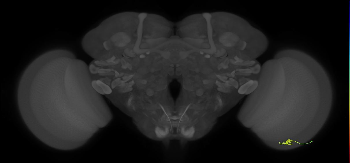 Cm2_R (MaleCNS:146941)
