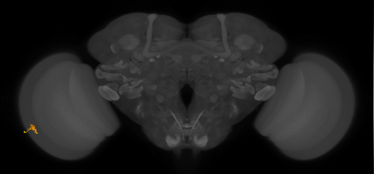 Cm2_L (MaleCNS:217483)