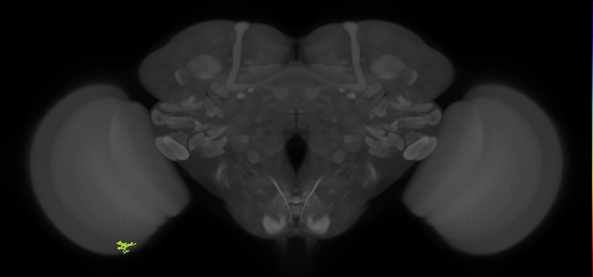Cm2_L (MaleCNS:158046)