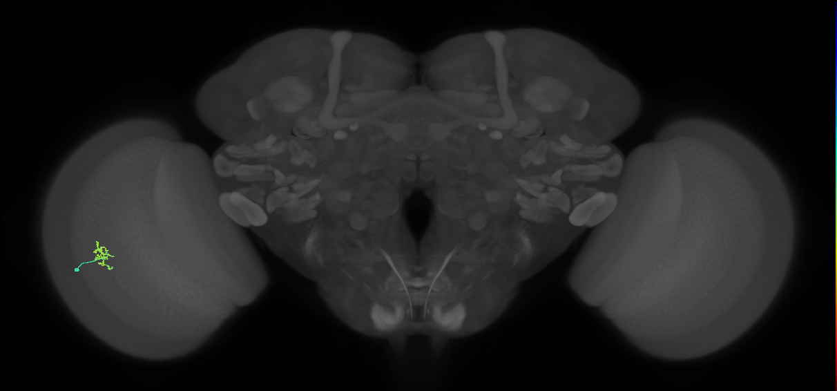 Cm2_L (MaleCNS:189682)