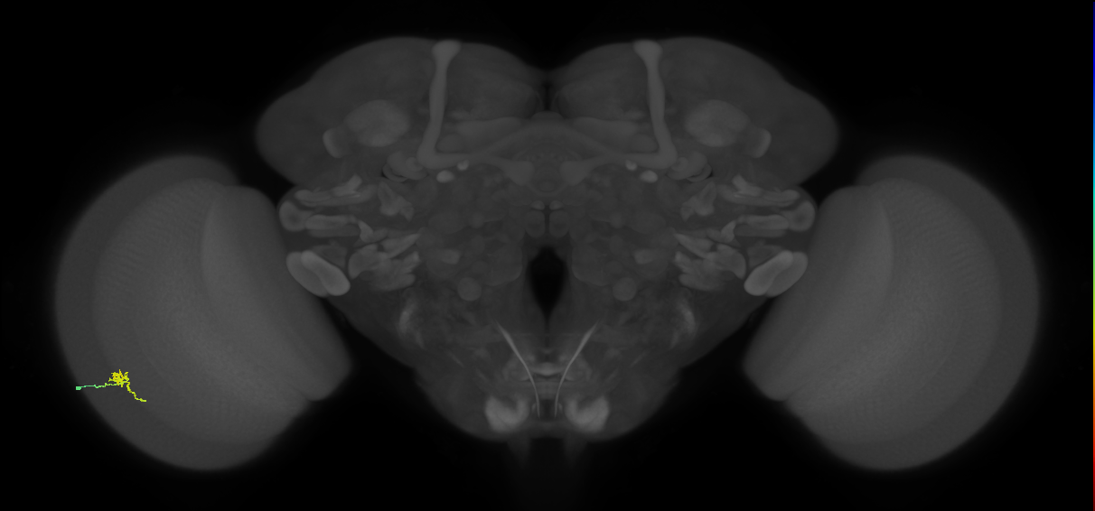 Cm2_L (MaleCNS:205210)