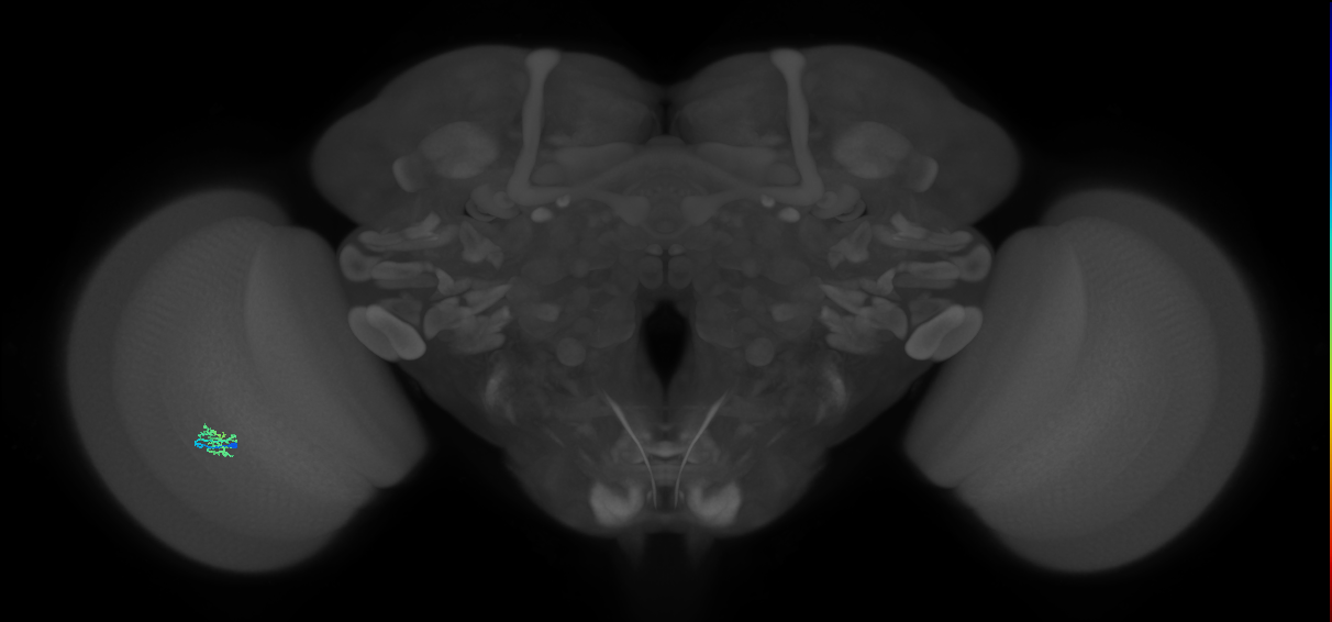 Cm2_L (MaleCNS:207959)
