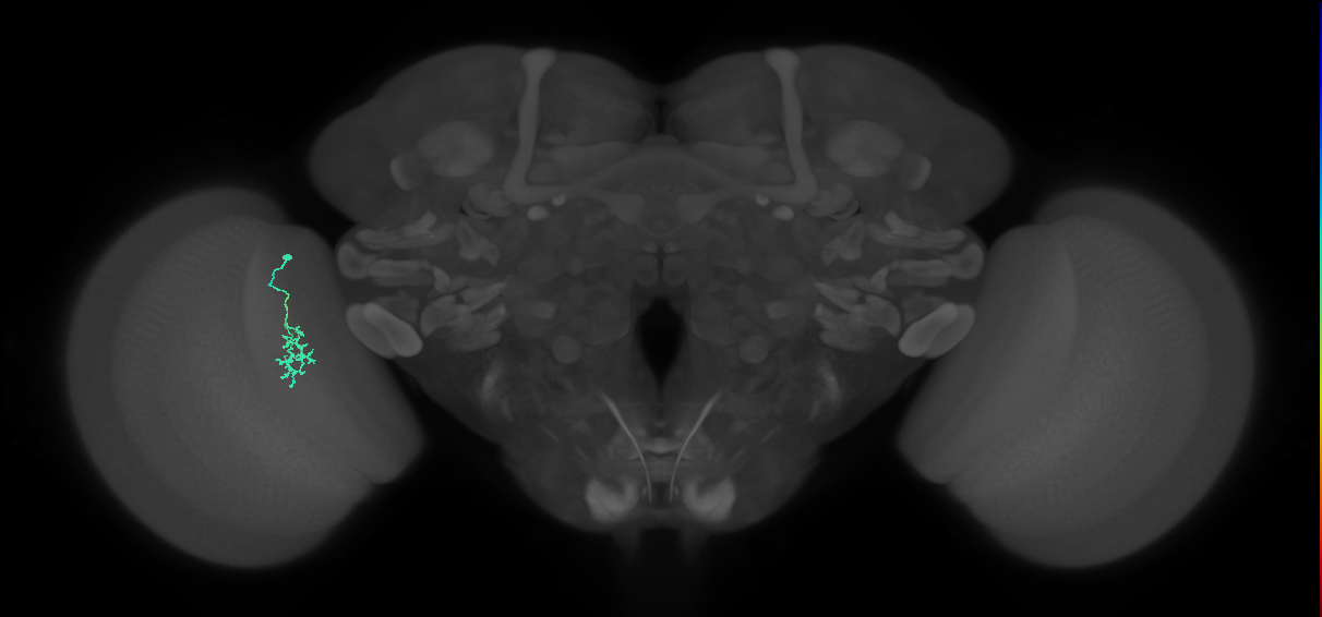 Cm2_L (MaleCNS:85567)