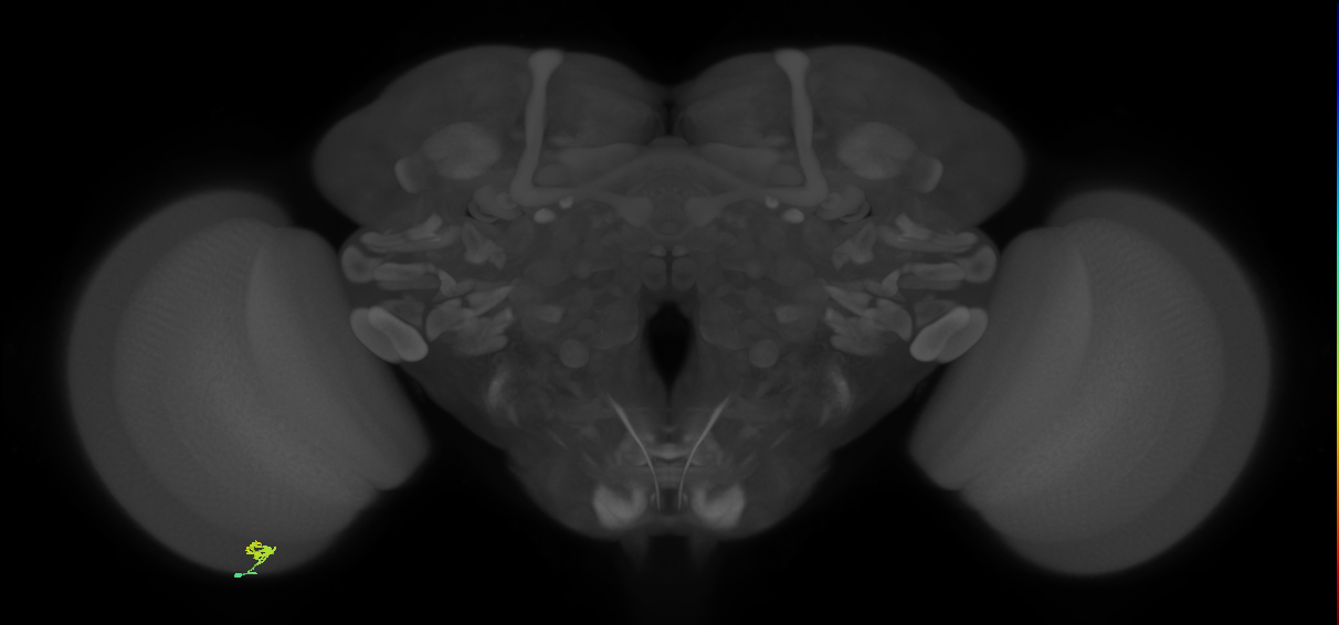 Cm2_L (MaleCNS:200410)