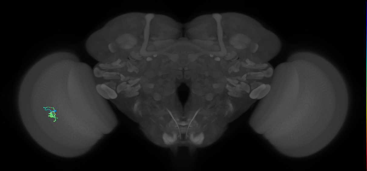 Cm2_L (MaleCNS:211709)
