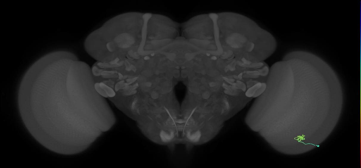 Cm2_R (MaleCNS:151481)