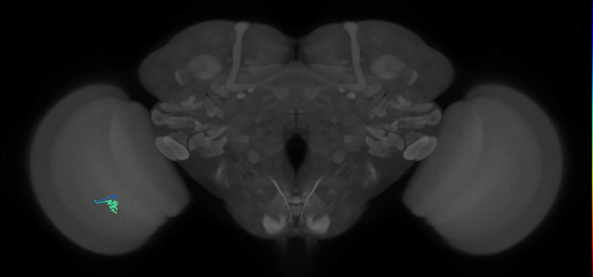 Cm2_L (MaleCNS:211423)