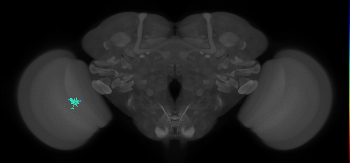 Cm2_L (MaleCNS:513073)