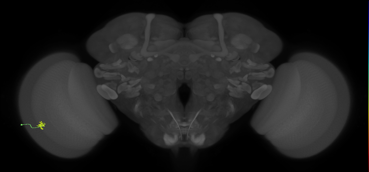 Cm2_L (MaleCNS:205917)