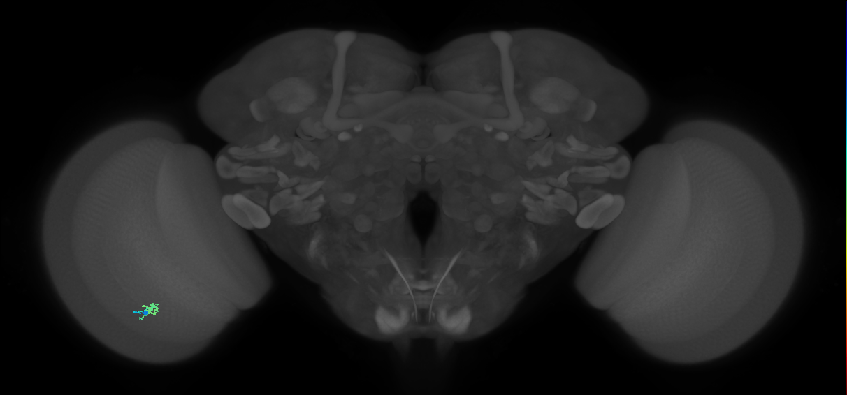 Cm2_L (MaleCNS:212459)