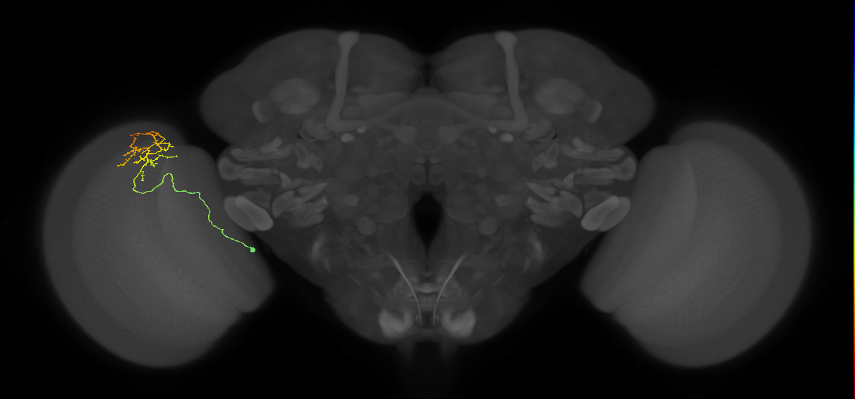 Cm20_L (MaleCNS:158383)