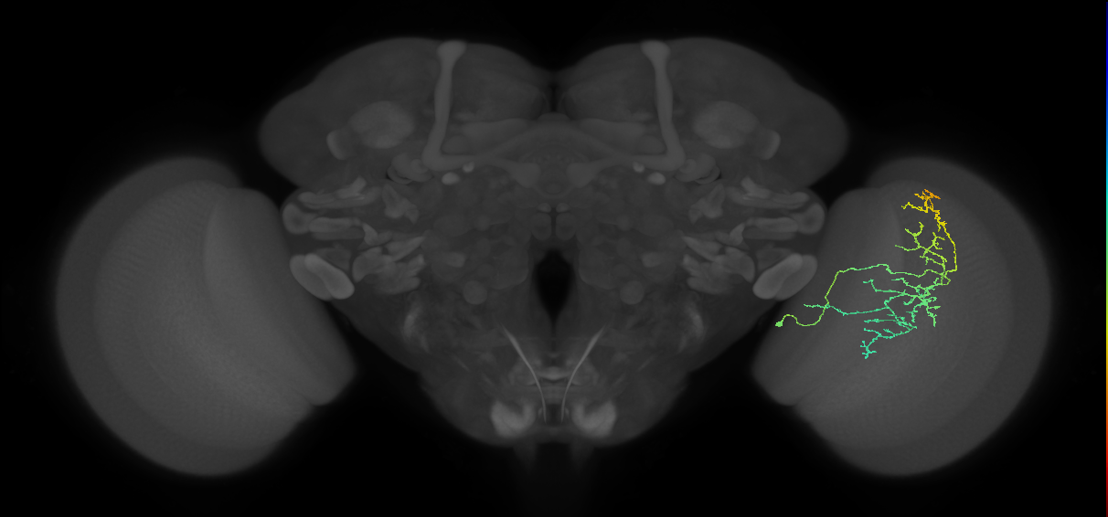 Cm20_R (MaleCNS:56243)