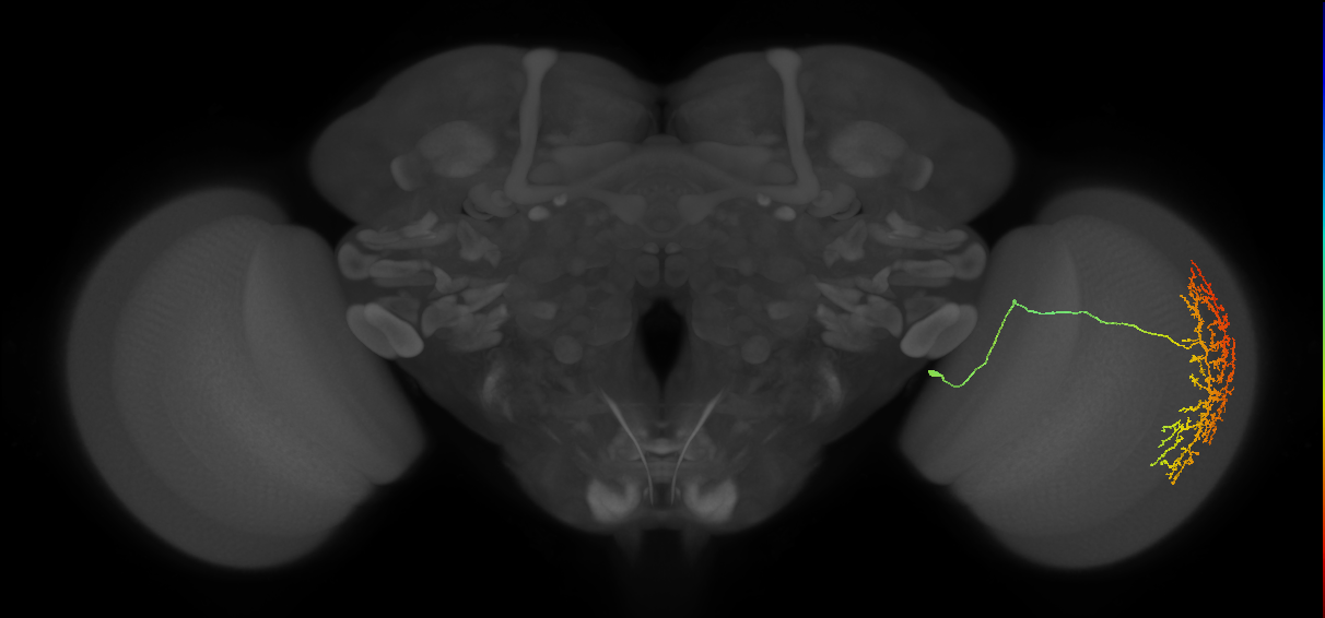 Cm20_R (MaleCNS:552561)