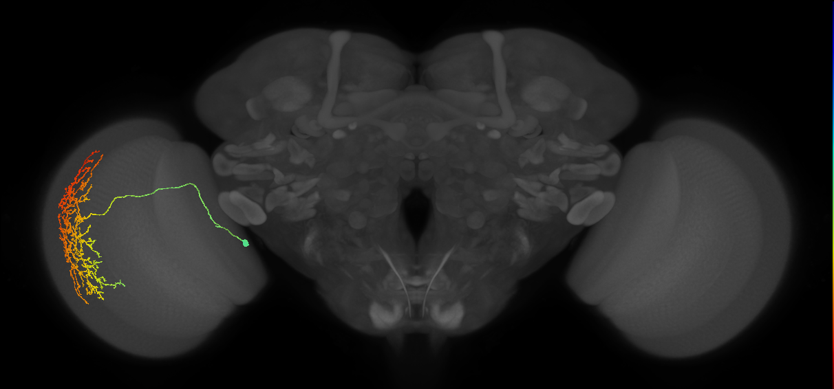 Cm20_L (MaleCNS:23249)