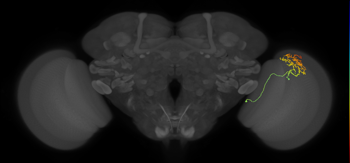 Cm20_R (MaleCNS:61760)
