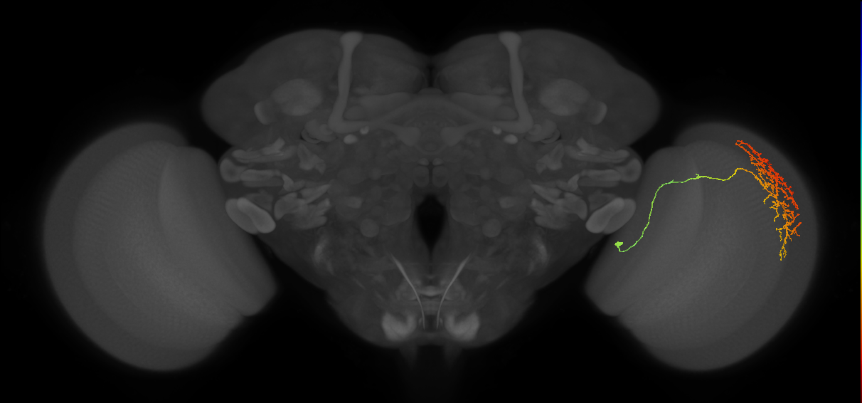 Cm20_R (MaleCNS:40818)