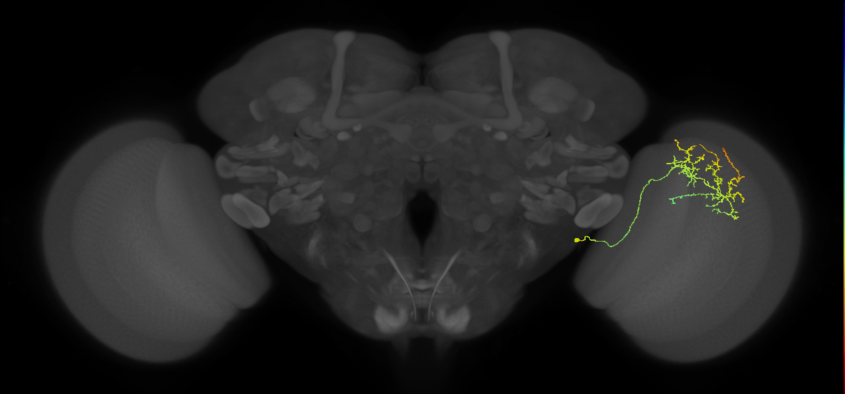 Cm20_R (MaleCNS:59732)