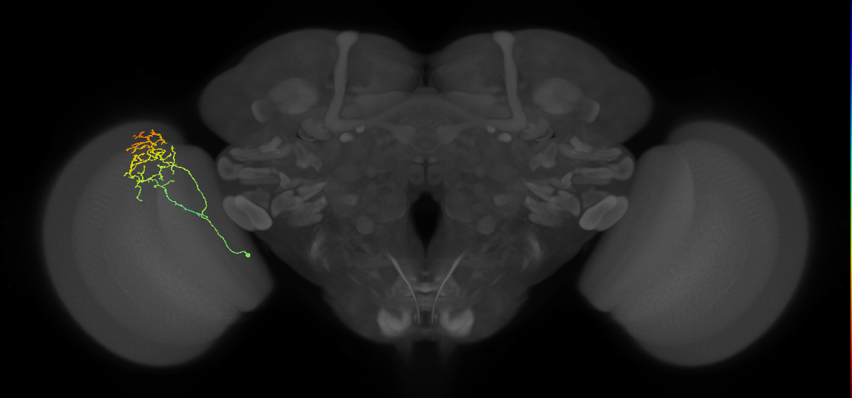 Cm20_L (MaleCNS:514222)