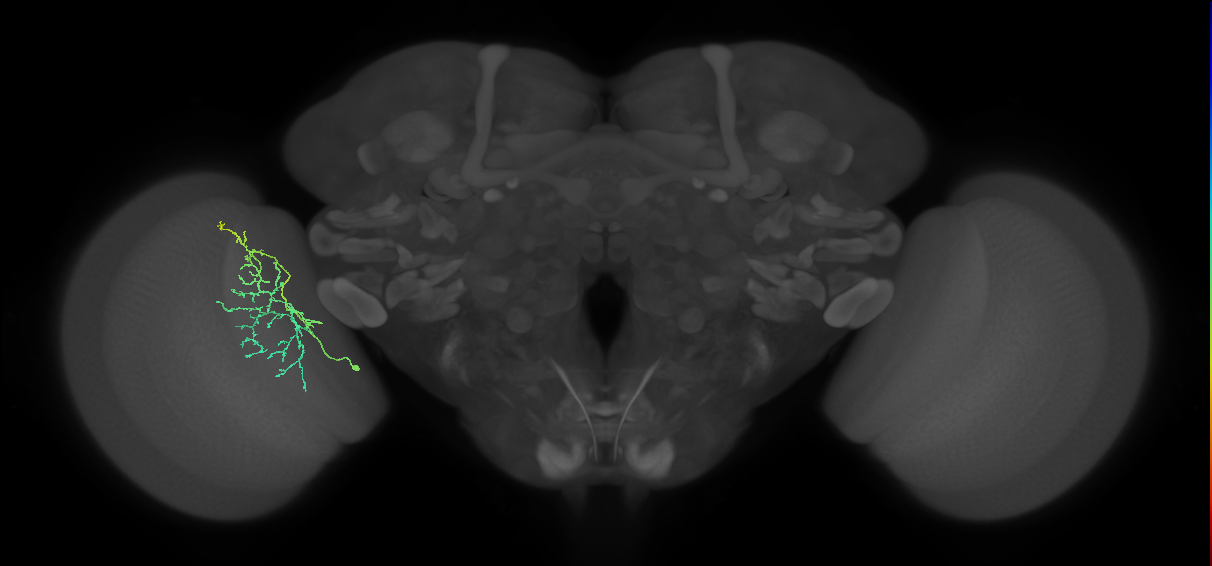 Cm20_L (MaleCNS:75015)