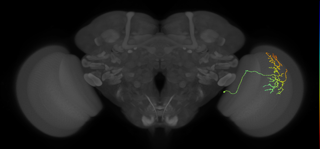 Cm20_R (MaleCNS:51371)
