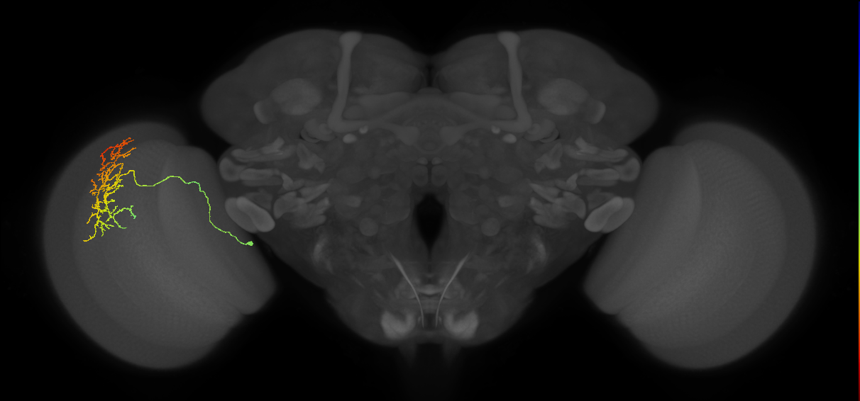 Cm20_L (MaleCNS:520465)