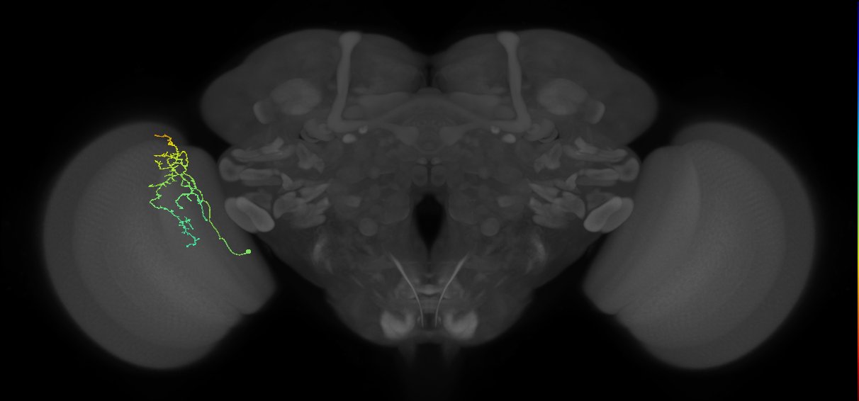 Cm20_L (MaleCNS:69618)
