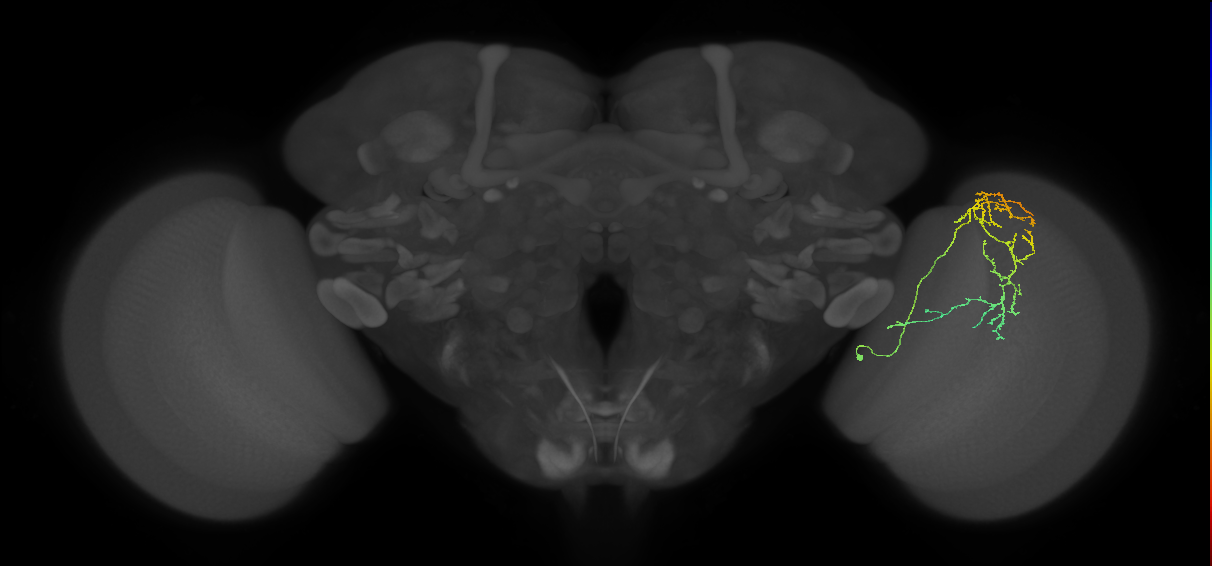 Cm20_R (MaleCNS:73885)