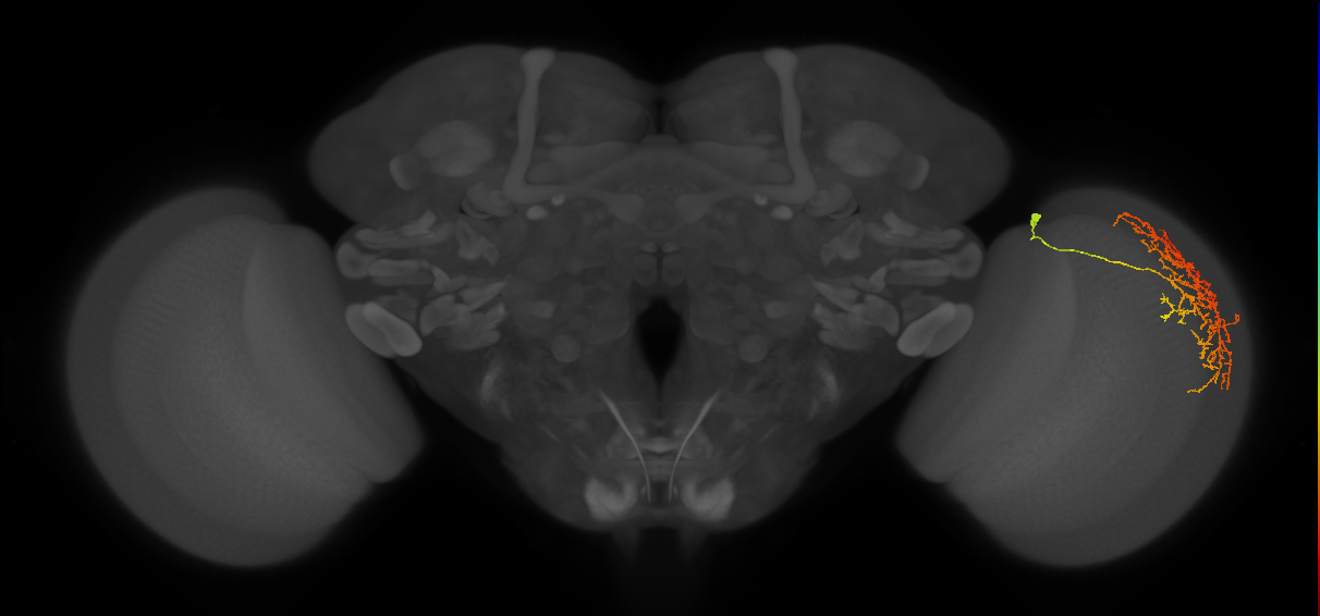 Cm21_R (MaleCNS:34153)