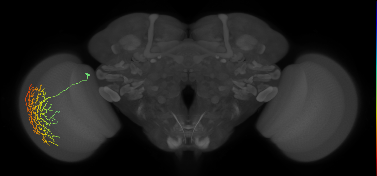 Cm21_L (MaleCNS:526093)