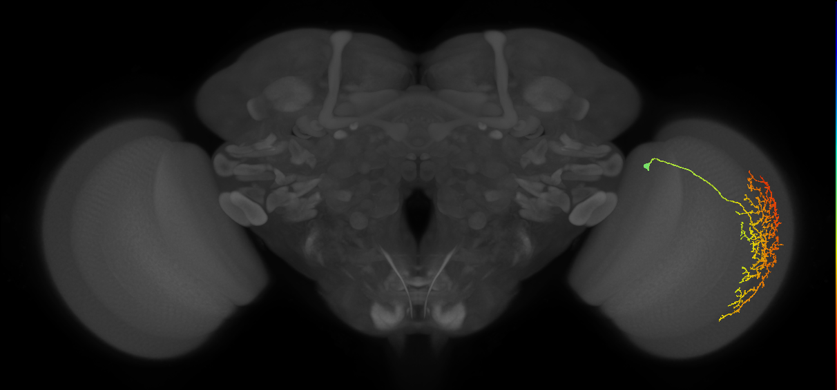 Cm21_R (MaleCNS:26108)