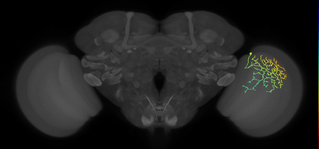Cm21_R (MaleCNS:33945)