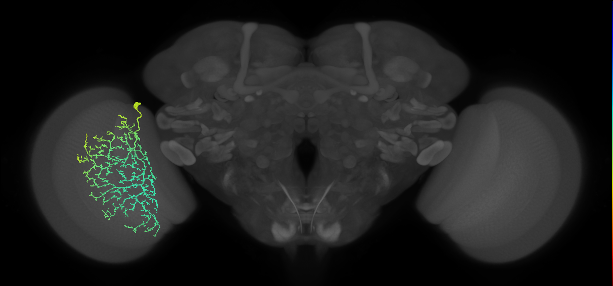 Cm21_L (MaleCNS:528979)