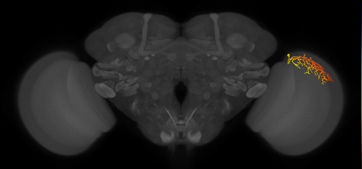 Cm21_R (MaleCNS:39468)