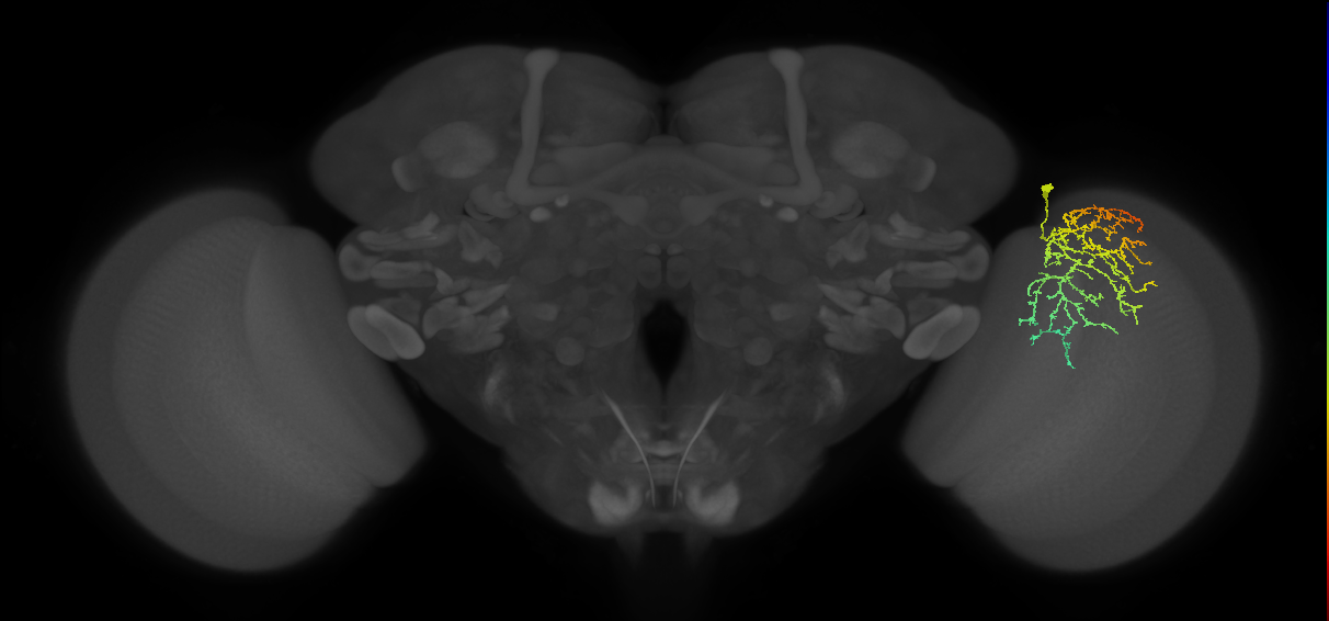Cm21_R (MaleCNS:43158)