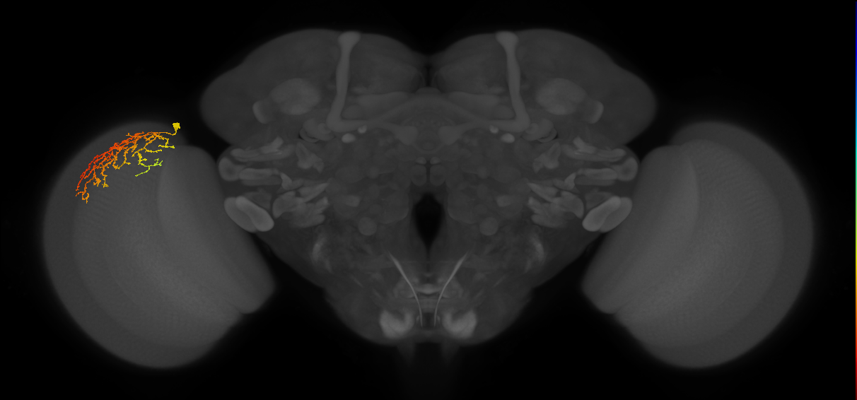 Cm21_L (MaleCNS:52375)