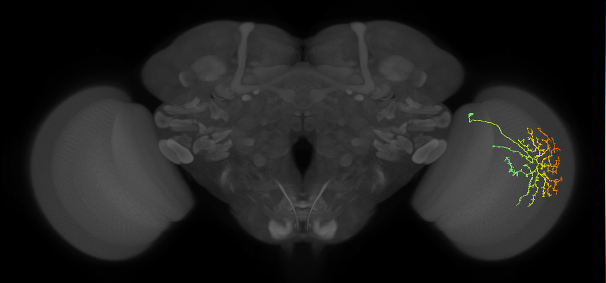 Cm21_R (MaleCNS:34337)
