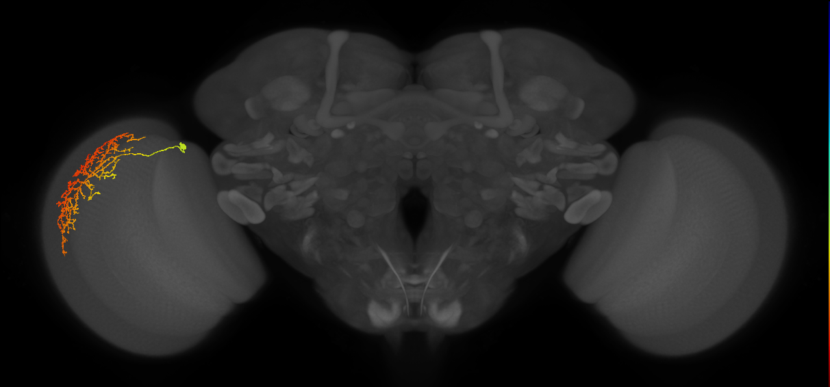 Cm21_L (MaleCNS:514402)